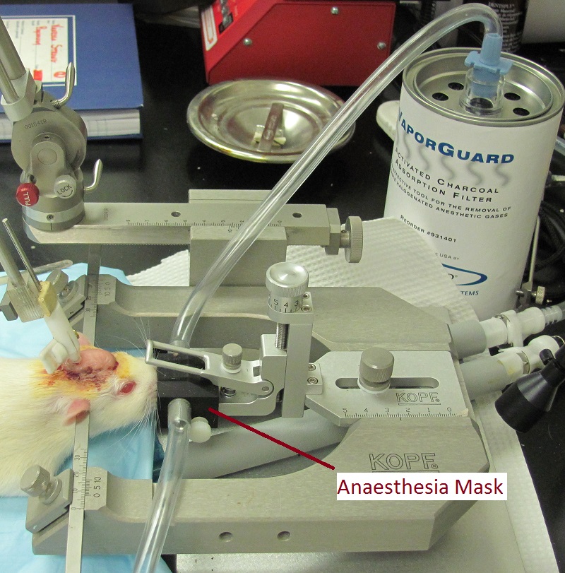 Isoflurane Anaesthesia